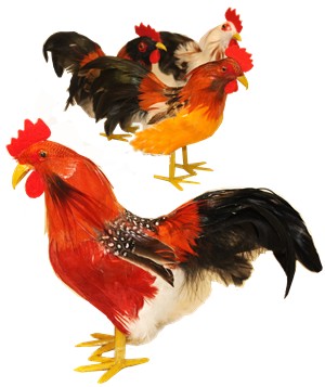 Beautiful Cuban Rooster .